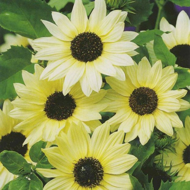 Floarea Soarelui Helianthus Vanilla Ice