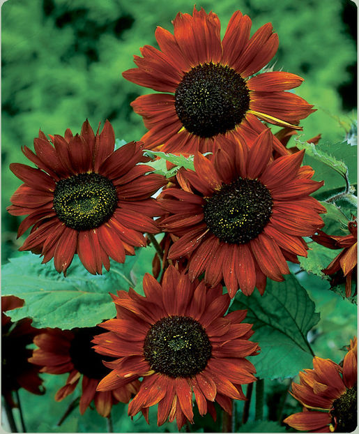 Floarea Soarelui Helianthus Velvet Queen