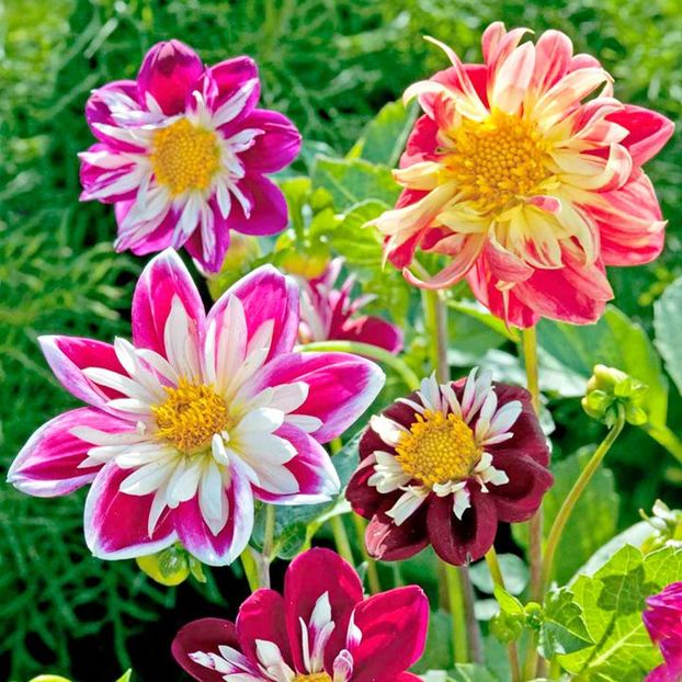 Dalia Yankee Doodle Dandy1 Gherghine