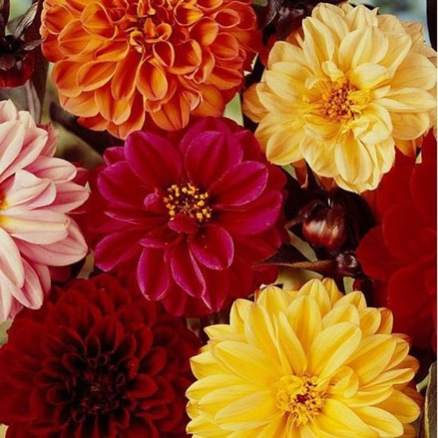 Gherghine Dahlia Figaro Mix 0