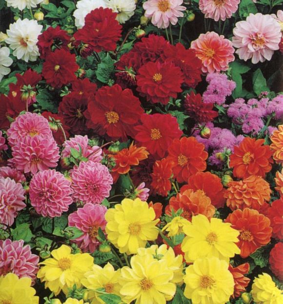 Gherghine Dahlia Figaro Mix0