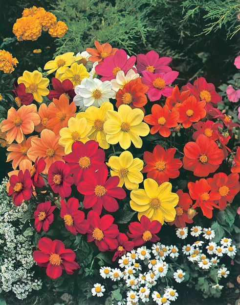 Gherghine Dahlia mignon mix1