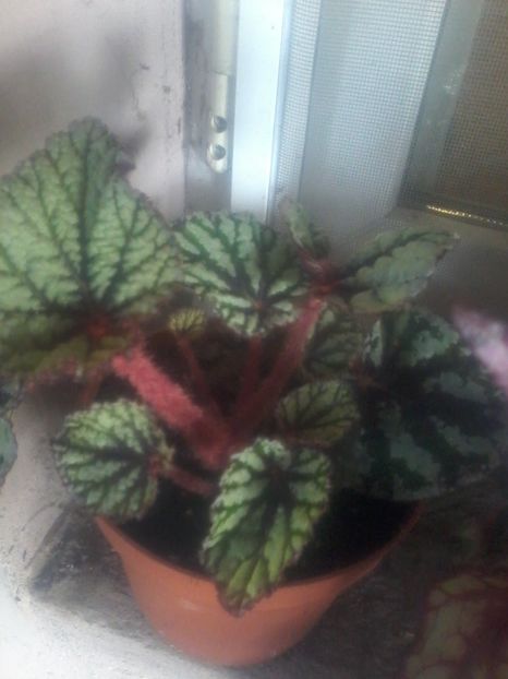 02 - begonia rex