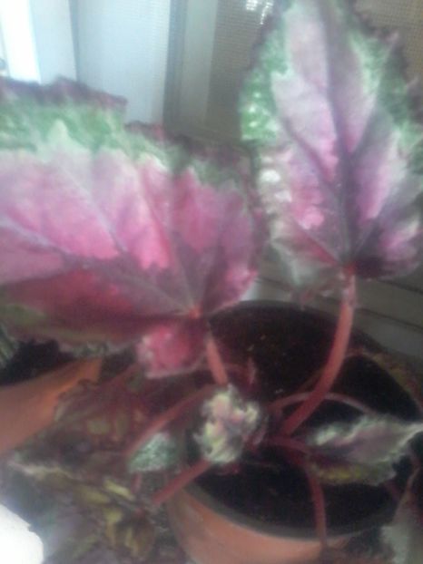 03 - begonia rex