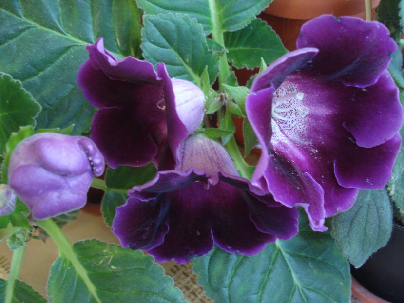  - 0 Zambetul florilor continua