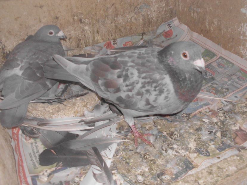 ; PERECHE SALII ZBURATI
