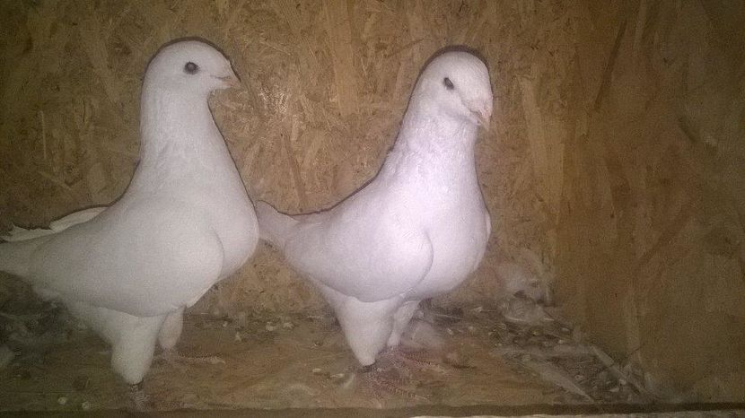 14287560_1188249764565771_1724505808_n