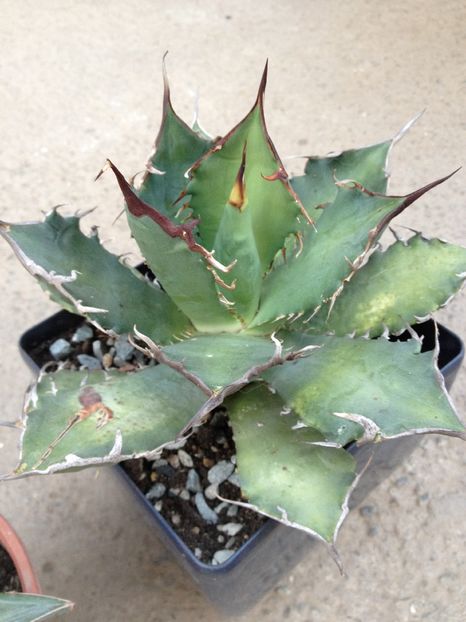 Agava titanoa brown shark