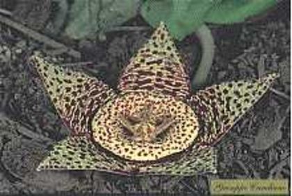 stapelia pidab