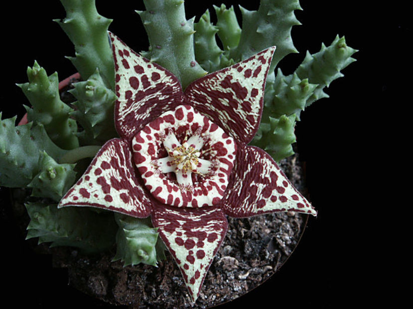 stapelia pulchellus - STAPELIA SI HUERNIA