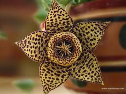 stapelia variegata - STAPELIA SI HUERNIA