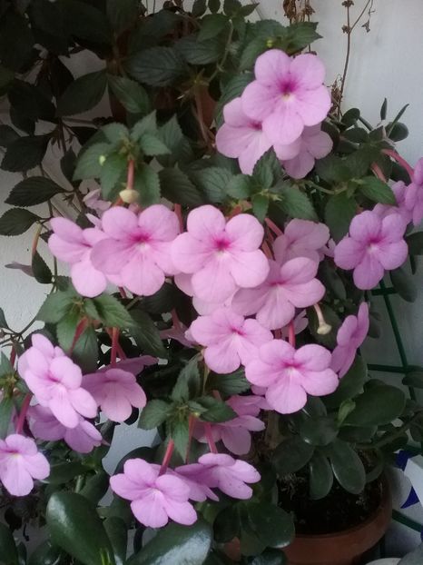 Peach blossom; 8 ron
