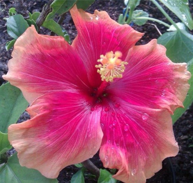 Oberon-Preluata de la d-na Monica Trusca - ID-uri gresite pentru hibiscus