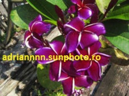 PLUMERIA-WHITE-GRAPE