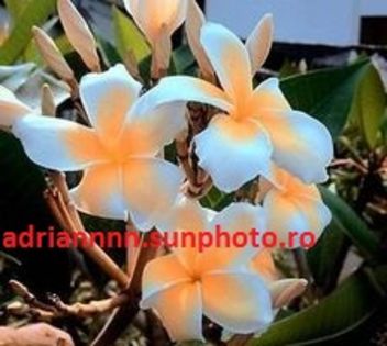 PLUMERIA SOM-SINGHA - SEMINTE PLUMERIA DE VANZARE