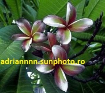 PLUMERIA SUKONTIVA