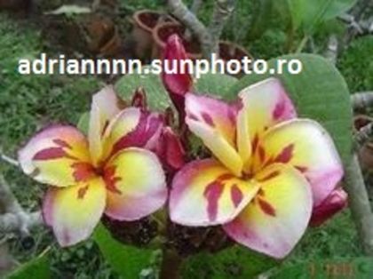 PLUMERIA THREE KINGFRAGRANT