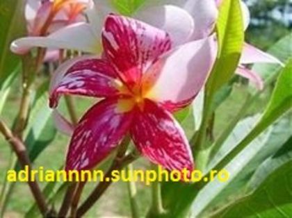 PLUMERIA PRINCESS-VICTORIA - SEMINTE PLUMERIA DE VANZARE