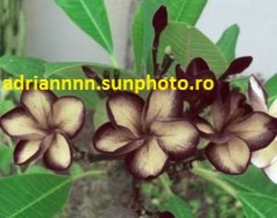 Plumeria Rare Black Sugar - SEMINTE PLUMERIA DE VANZARE
