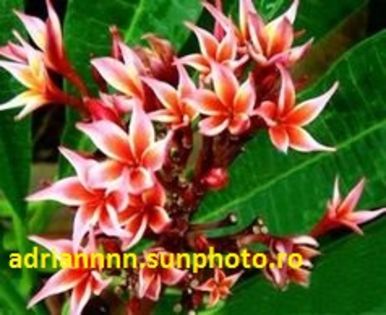 PLUMERIA RED-STAR - SEMINTE PLUMERIA DE VANZARE