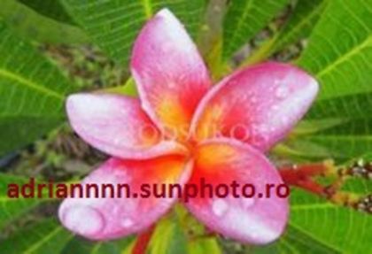 PLUMERIA RODSUKON - SEMINTE PLUMERIA DE VANZARE