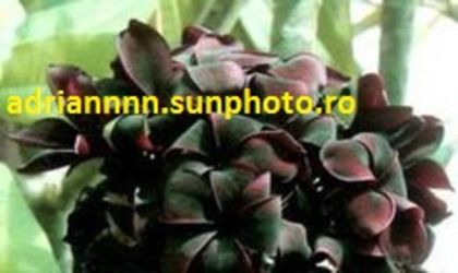 PLUMERIA RUBRA BLACK PERFECT