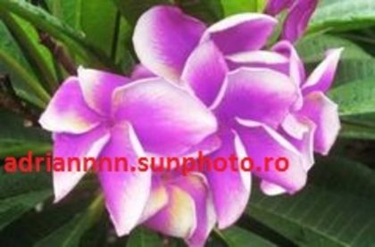 PLUMERIA SPARKING GRAPE - SEMINTE PLUMERIA DE VANZARE