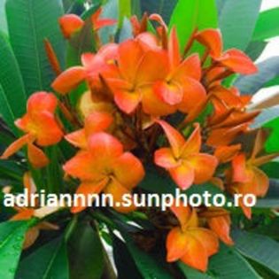 PLUMERIA SURAPONG