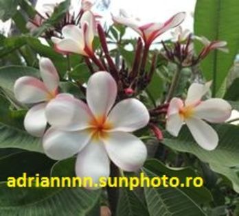 PLUMERIA WHITE - SEMINTE PLUMERIA DE VANZARE