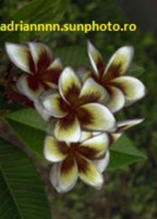 PLUMERIA POSIDON