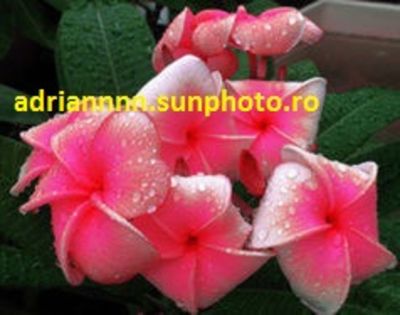 PLUMERIA PINK STREAM