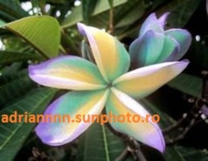 PLUMERIA MOKKALA - SEMINTE PLUMERIA DE VANZARE