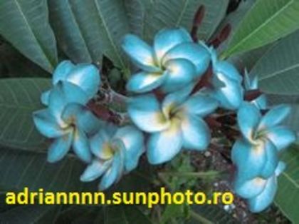 PLUMERIA BLUE HAWAIIFRAGRANT - SEMINTE PLUMERIA DE VANZARE