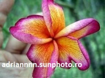 PLUMERIA PINK ORANGE - SEMINTE PLUMERIA DE VANZARE