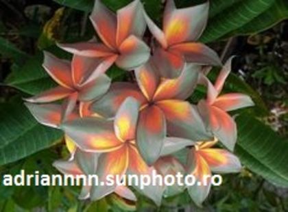 PLUMERIA MOON RED