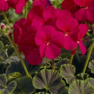 seminte-pelargonium-hortorum-bull-s-eye-f1-cherry