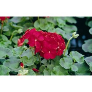 seminte-pelargonium-hortorum-horizon-f1-red - PELARGONIUM SEMINTE