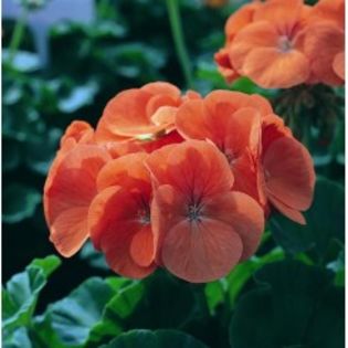 seminte-pelargonium-hortorum-horizon-f1-salmon