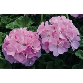 seminte-pelargonium-hortorum-maverick-f1-quick-silver - PELARGONIUM SEMINTE