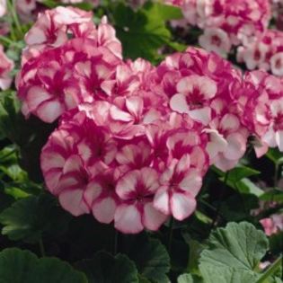 seminte-pelargonium-hortorum-maverick-f1-star