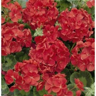 seminte-pelargonium-hortorum-multibloom-f1-red - PELARGONIUM SEMINTE