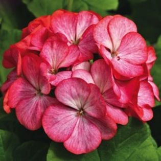 seminte-pelargonium-hortorum-maverick-f1-scarlet-picotee - PELARGONIUM SEMINTE