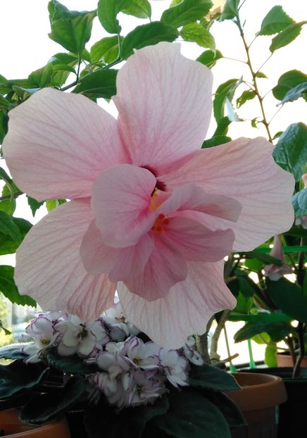 12 septembrie - Hibiscus 2016