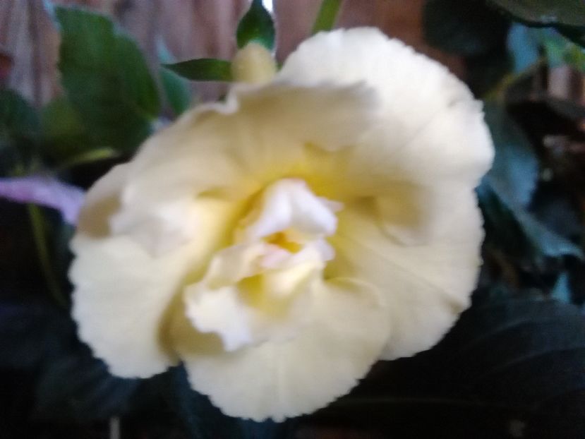 yellow english - achimenes 2016