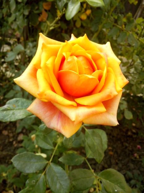 nr 47 - 0 TRANDAFIRI DIMOV 2016