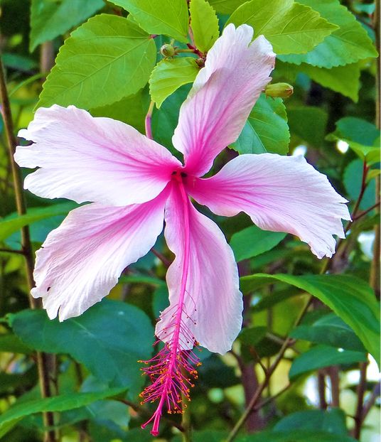3.Hibiscus Albo Lacinatus - ID-uri gresite pentru hibiscus