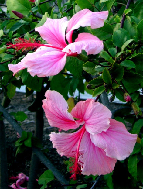 Albo Lacinatus- preluare HVH - ID-uri gresite pentru hibiscus