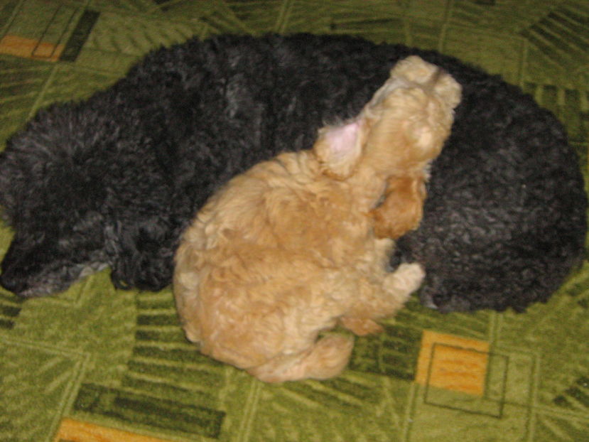  - MUKY_ ceva special