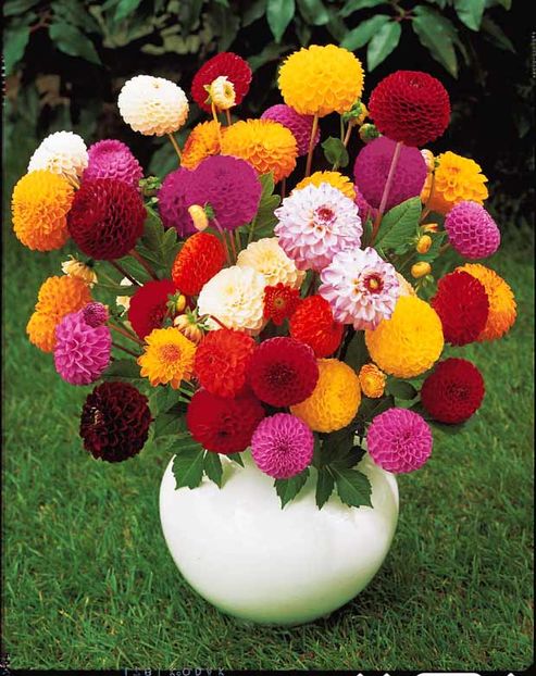 Gherghine Dahlia Pompon mix1
