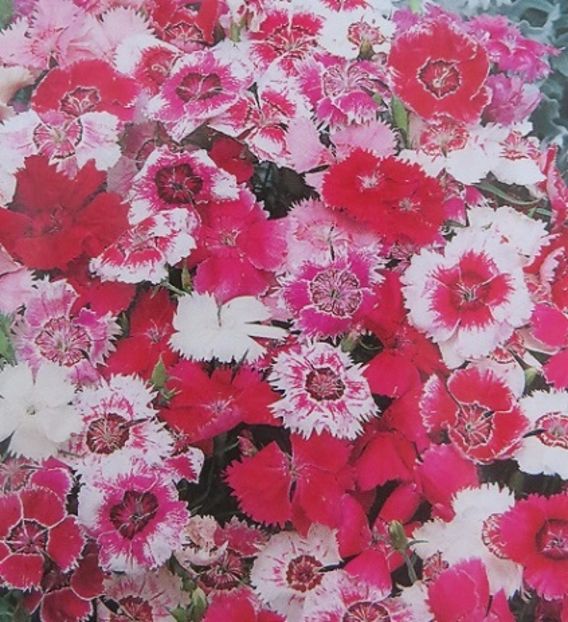 Garofite chinezesti Dianthus Baby Doll